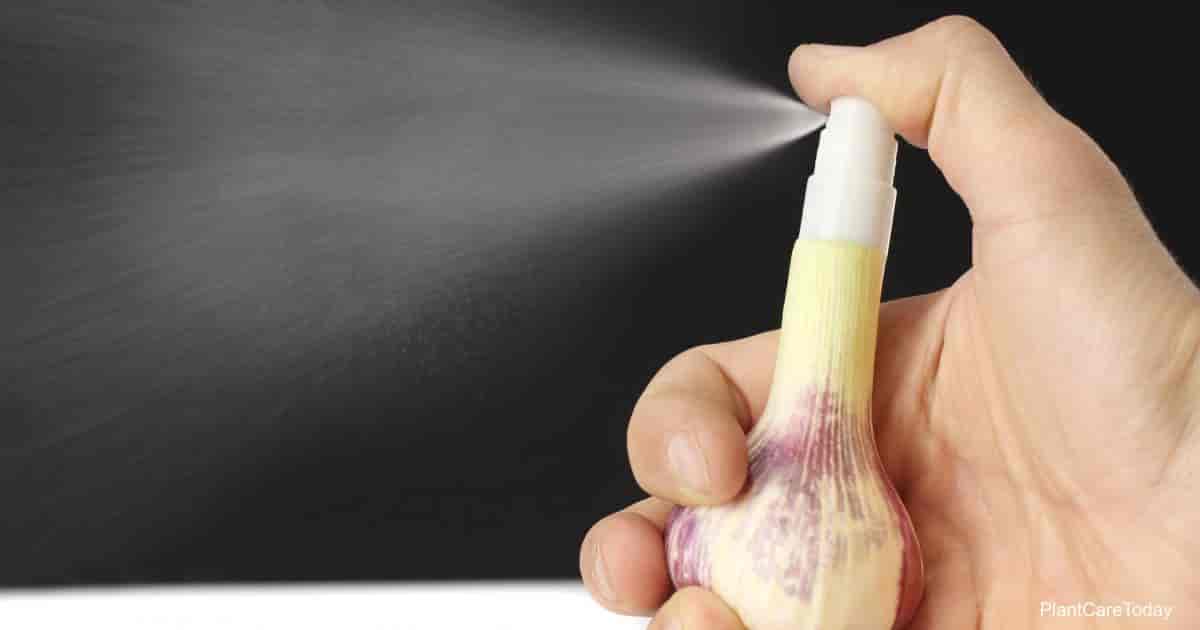 Onion and Garlic Spray