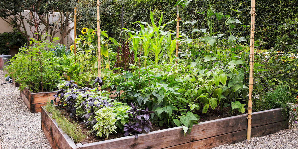 Time-Saving Hacks for a Well-Maintained Garden