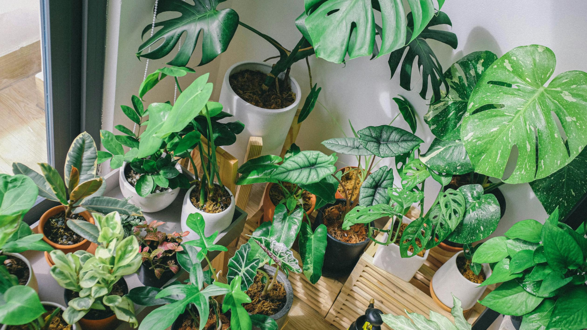 Biophilic Design: The Role of Plants in Creating a Healthier Home