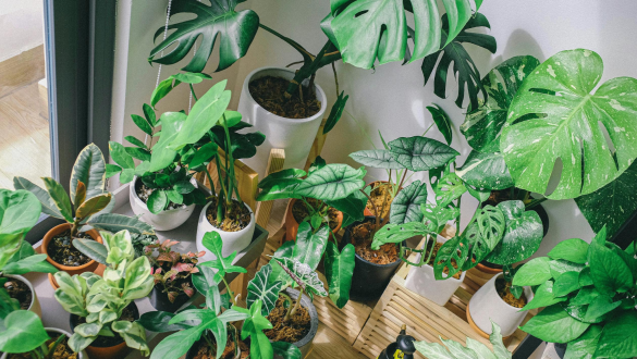 A group of potted plants AI-generated content may be incorrect.