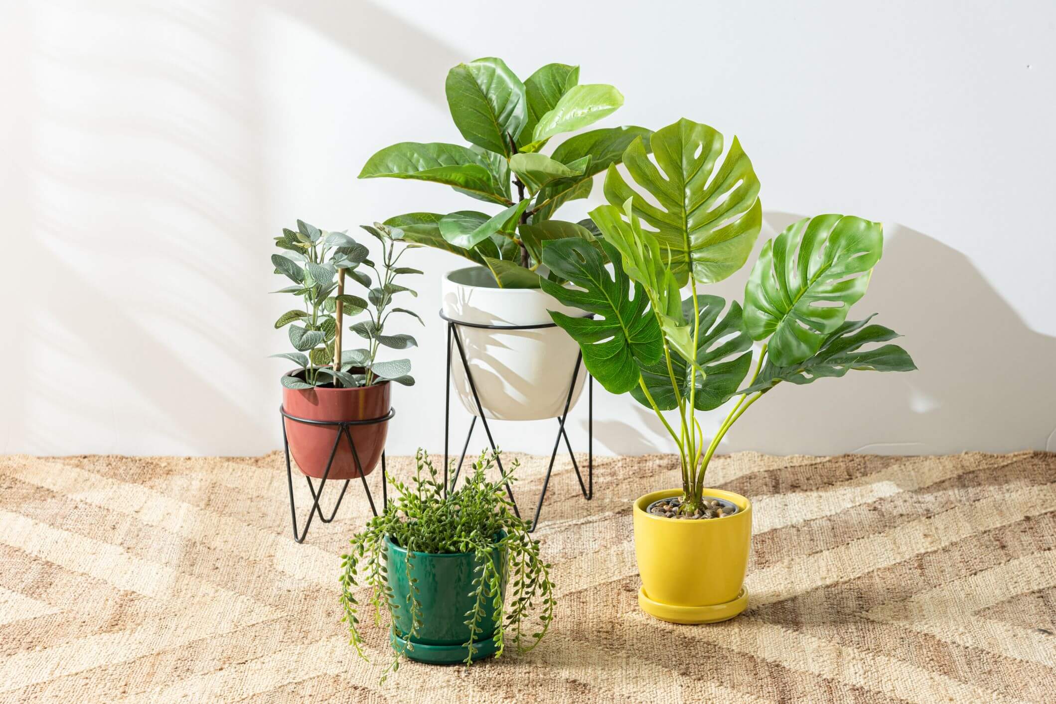 How to Choose the Right Plant for Every Room in Your Home