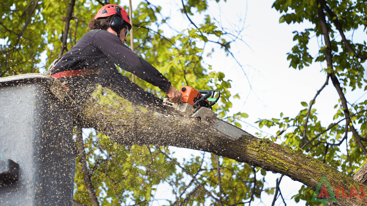Tree Removal technologies