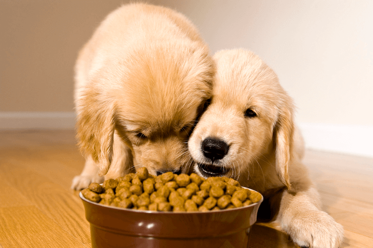 How Pet Nutrition Shapes the Wellbeing of Our Furry Friends