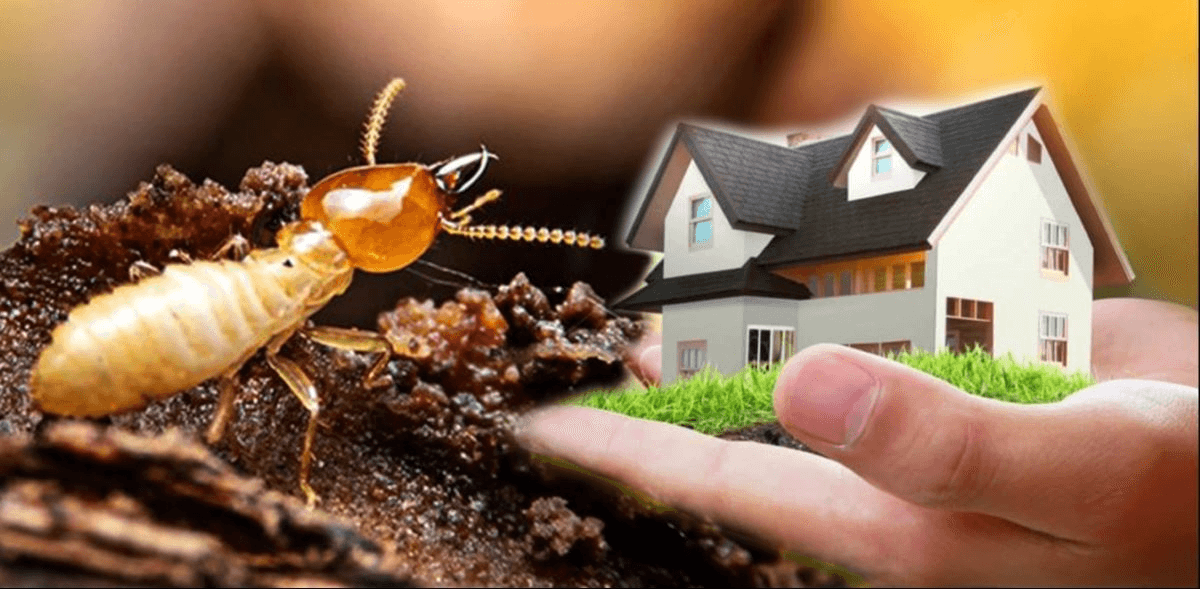 Benefits of Pest Control in Home Renovations