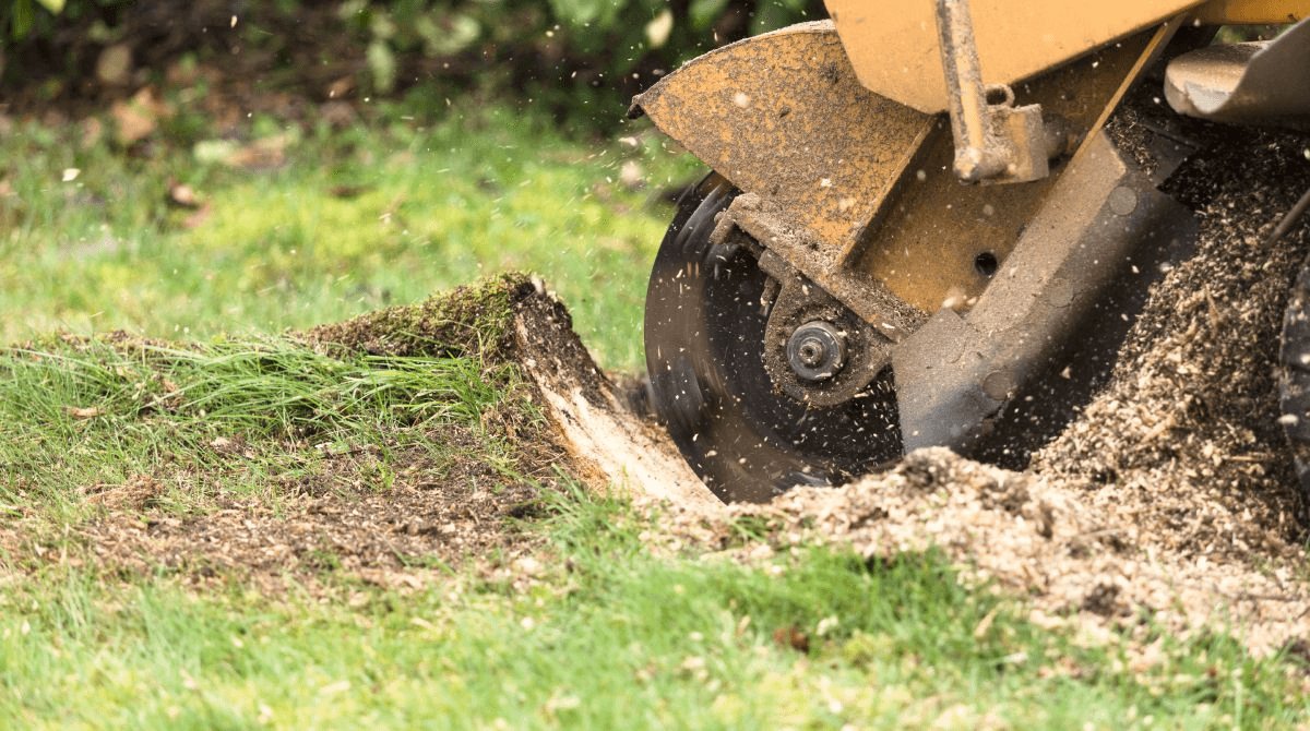 Stump Grinding vs. Stump Removal
