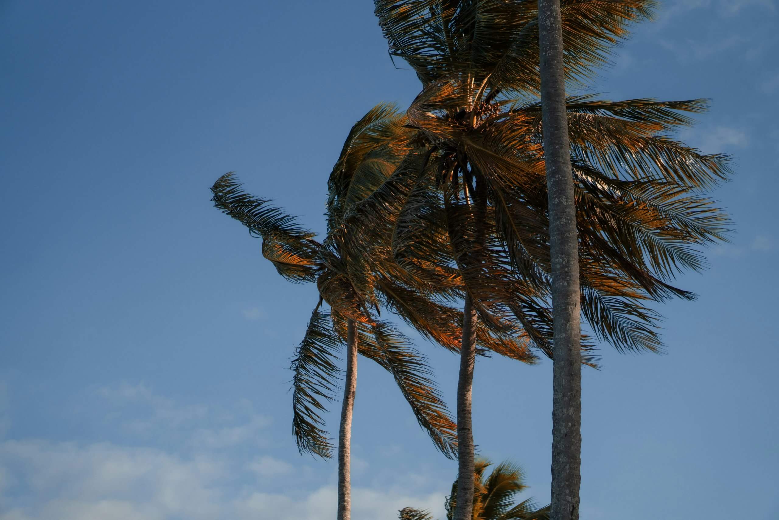 Strong Winds and Physical Damage