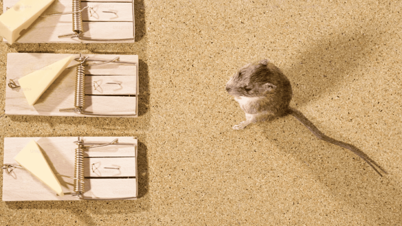 What to Do If You Suspect Mice Are in Your Home This Winter