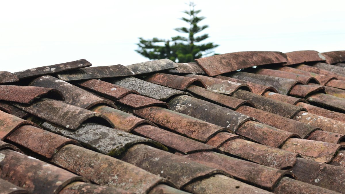 Is Your Roof Ready for a Green Upgrade? Engineering for Solar Panels and Roof Gardens