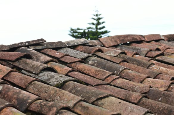 Is Your Roof Ready for a Green Upgrade? Engineering for Solar Panels and Roof Gardens